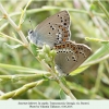 satyrium ledereri rustavi copula2